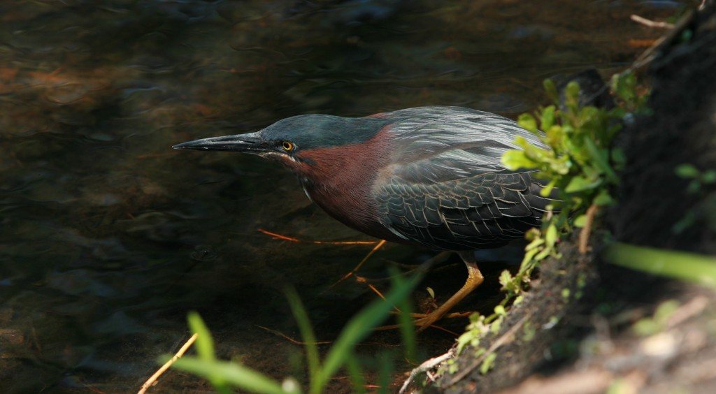 green backed heron, a water bird, didn't mind my clicking until latter... (shot in a Chicago pond, next to Chicago Nature Museum)