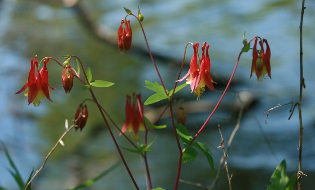 pretty but don't know what they're called