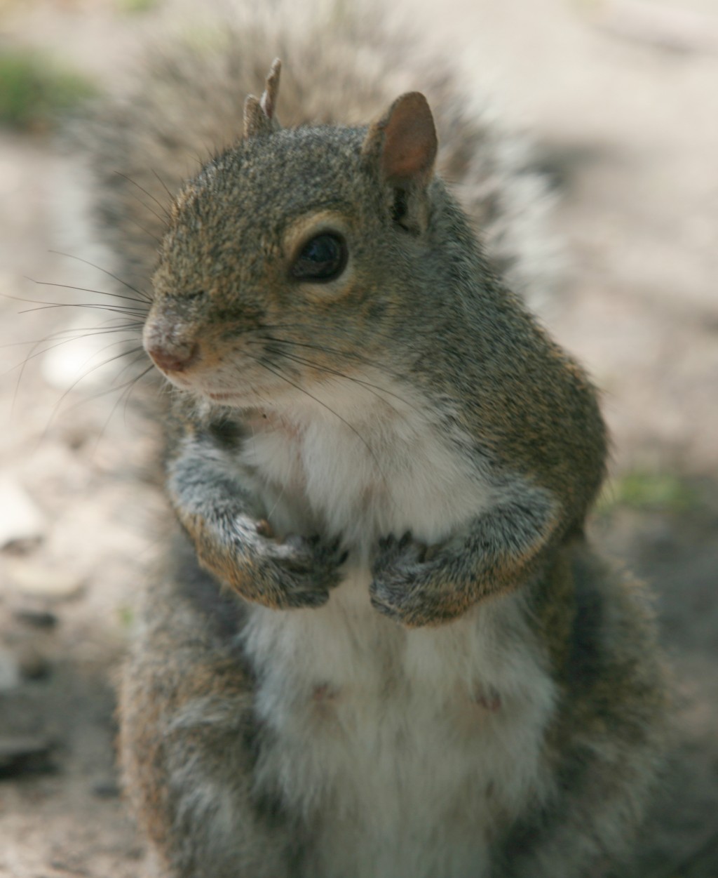 squirrels are friendly but hard to photograph