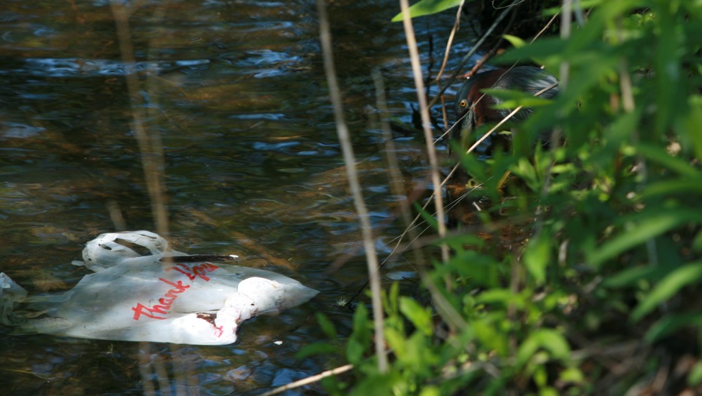 it's hard to see, but he had difficulties swallowing the fish (note the plastic bag floating in the water, wind is the culprit)