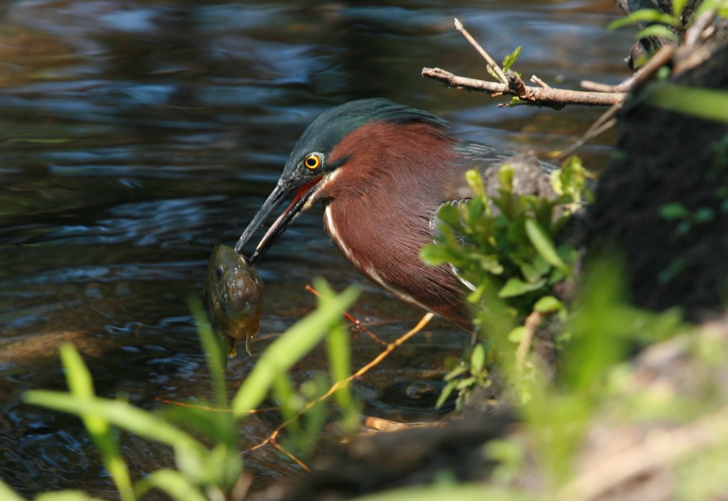 the heron got it's prey