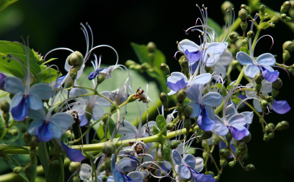more prettiness
