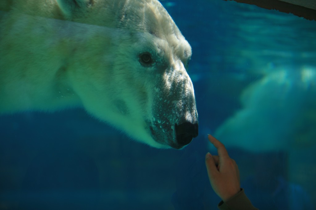 curious polar bear