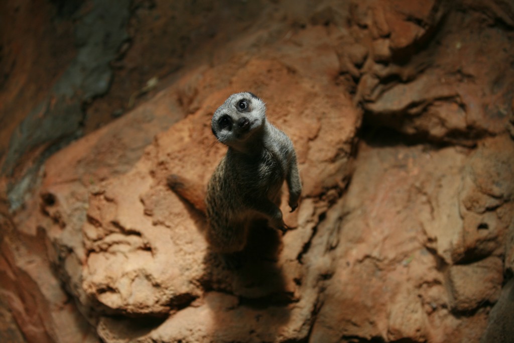 funny little guys (African Meercats)