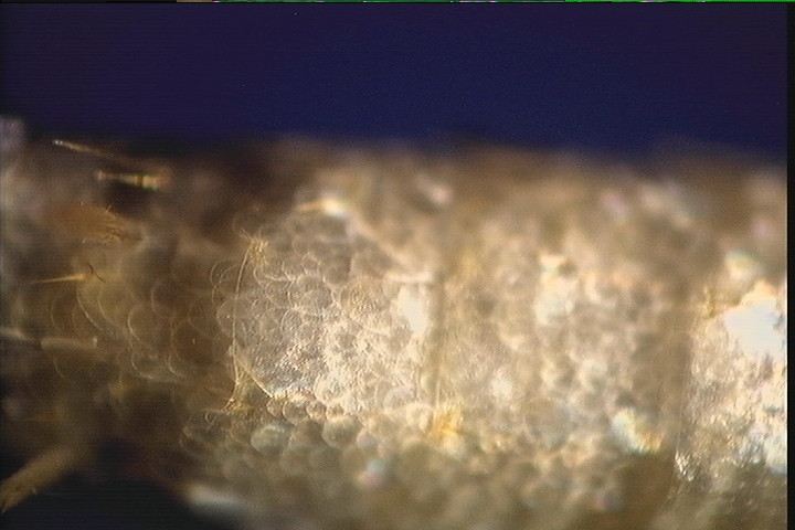Here's a snapshot of it I took where you can see its scales