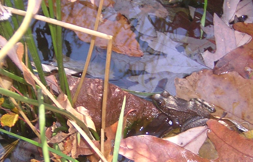 Frog.jpg
