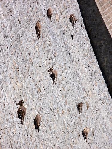 bighorn 1